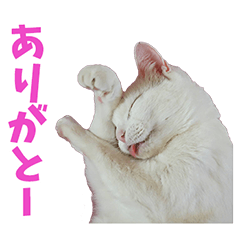 [LINEスタンプ] 我が家のアイドル3ニャンズ