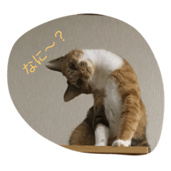 [LINEスタンプ] うちねこステッカー 1