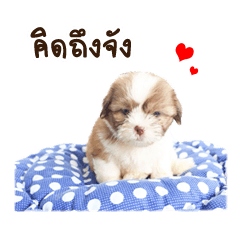 [LINEスタンプ] Tang~Tang cute dog