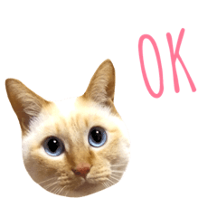 [LINEスタンプ] 笹かま猫のお顔スタンプ