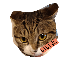 [LINEスタンプ] うちの2匹猫修正版1