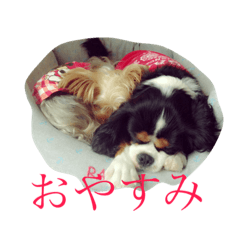 [LINEスタンプ] 野口家のわんこたち