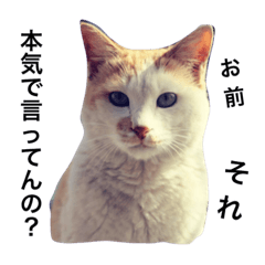 [LINEスタンプ] The 猫の本音