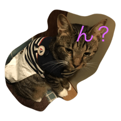 [LINEスタンプ] 犬猫だけどなにか