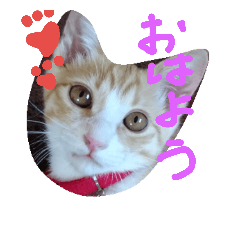 [LINEスタンプ] Nyankkozu