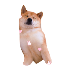 [LINEスタンプ] カワイイ柴犬