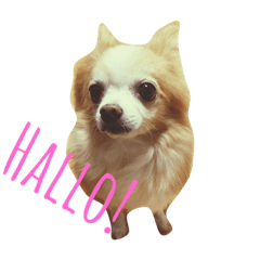 [LINEスタンプ] チワワの家族集