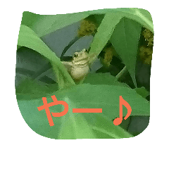 [LINEスタンプ] かえるsan