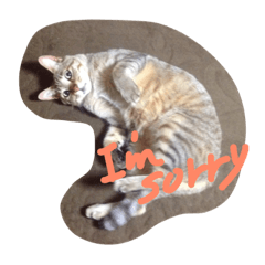 [LINEスタンプ] 我が家可愛い猫たち