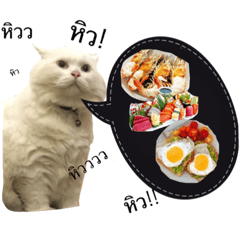 [LINEスタンプ] CAT HAVE FUNNY