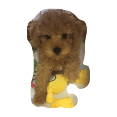 [LINEスタンプ] トイプードルのそらくん
