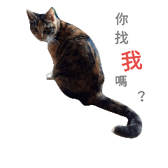[LINEスタンプ] ~Cat~