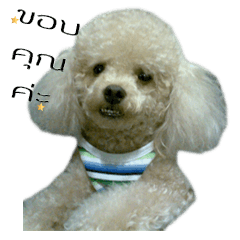 [LINEスタンプ] Poodle Toys dog