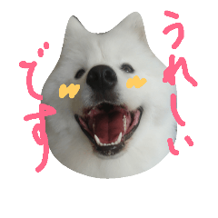 [LINEスタンプ] サモエドラルのもふもふスタンプ