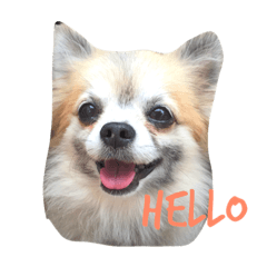 [LINEスタンプ] チワワのはるくん