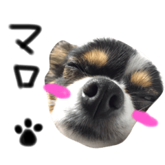 [LINEスタンプ] 我が家のマロ