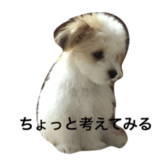 [LINEスタンプ] chobibi 2nd