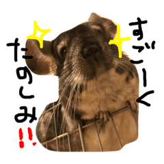 [LINEスタンプ] チンチラのちんすこうとお友達