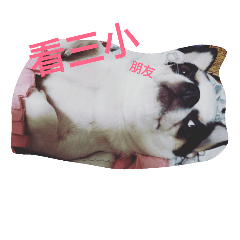 [LINEスタンプ] TTTxdog