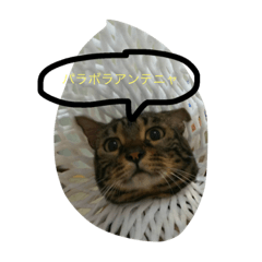 [LINEスタンプ] えるちゃんすたんぷ