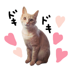 [LINEスタンプ] 猫の姉妹 ムギチョコ姉妹 Part3