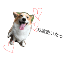 [LINEスタンプ] コーギーのはなちゃん