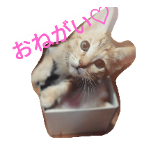 [LINEスタンプ] あんきらみるく☆