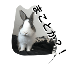 [LINEスタンプ] うさぎのランドさん 第2弾 #land#rabbit#