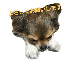 [LINEスタンプ] まかろん2