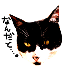 [LINEスタンプ] 三毛猫おかきと白黒まろ。