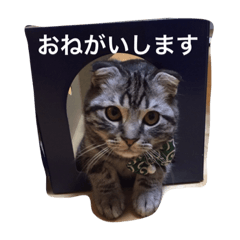 [LINEスタンプ] とらおとくろ