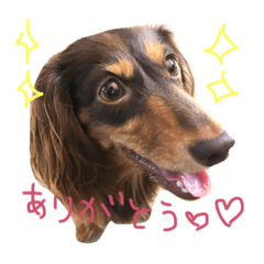 [LINEスタンプ] 看板犬のアンジュさん(MDチョコタンメス)