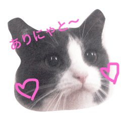 [LINEスタンプ] 猫好きな人へ
