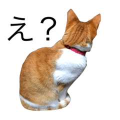 [LINEスタンプ] うちのたまちゃん