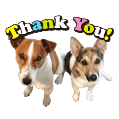 [LINEスタンプ] ジャックラッセル こた＆ふうたの犬っぷり