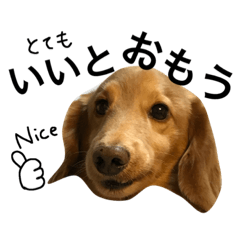 [LINEスタンプ] happy everyday life of miniature dachs2