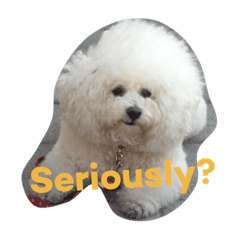 [LINEスタンプ] Rodem the Bichon  English Ver.