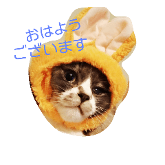 [LINEスタンプ] ロジィ ライフ