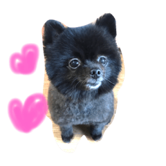 [LINEスタンプ] ポメラニアン ポコ