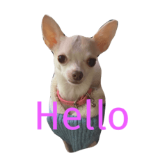 [LINEスタンプ] ティファくん
