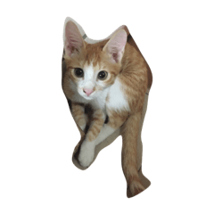 [LINEスタンプ] my two cats