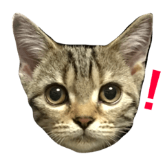 [LINEスタンプ] エマとリコ