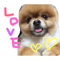 [LINEスタンプ] ポメラニアンのみるです。