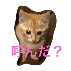 [LINEスタンプ] chiineco