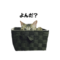 [LINEスタンプ] chachadaily1