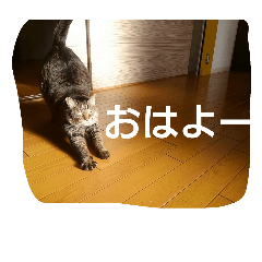 [LINEスタンプ] ちこわーぷてつ