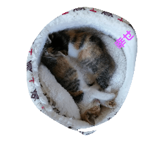 [LINEスタンプ] 新入り猫