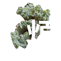 [LINEスタンプ] succulent plant