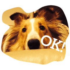 [LINEスタンプ] シェルティのスタンプ