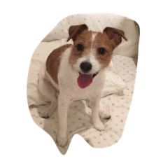 [LINEスタンプ] maria the Jack Russell